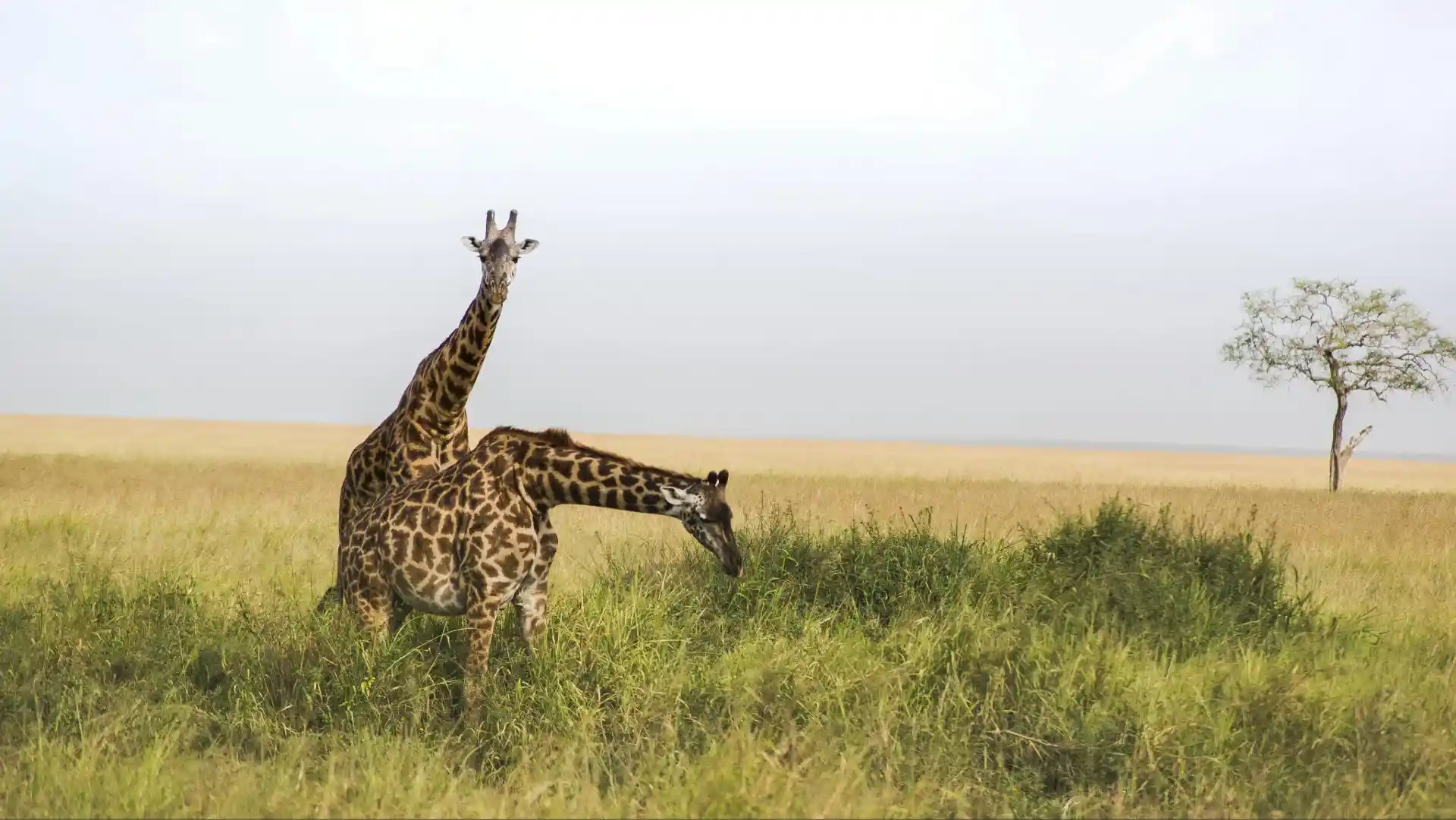 Tanzania Wildlife Safari Packages